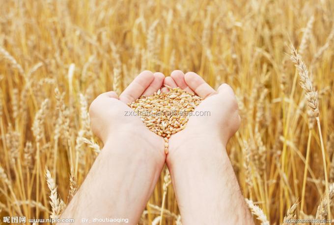 самая лучшая жизненно важная цена клейковины пшеницы 7Rin